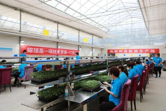 喜報(bào)！山東六家單位榮膺“全國(guó)巾幗現(xiàn)代農(nóng)業(yè)科技示范基地”，引領(lǐng)技術(shù)推廣服務(wù)新風(fēng)尚